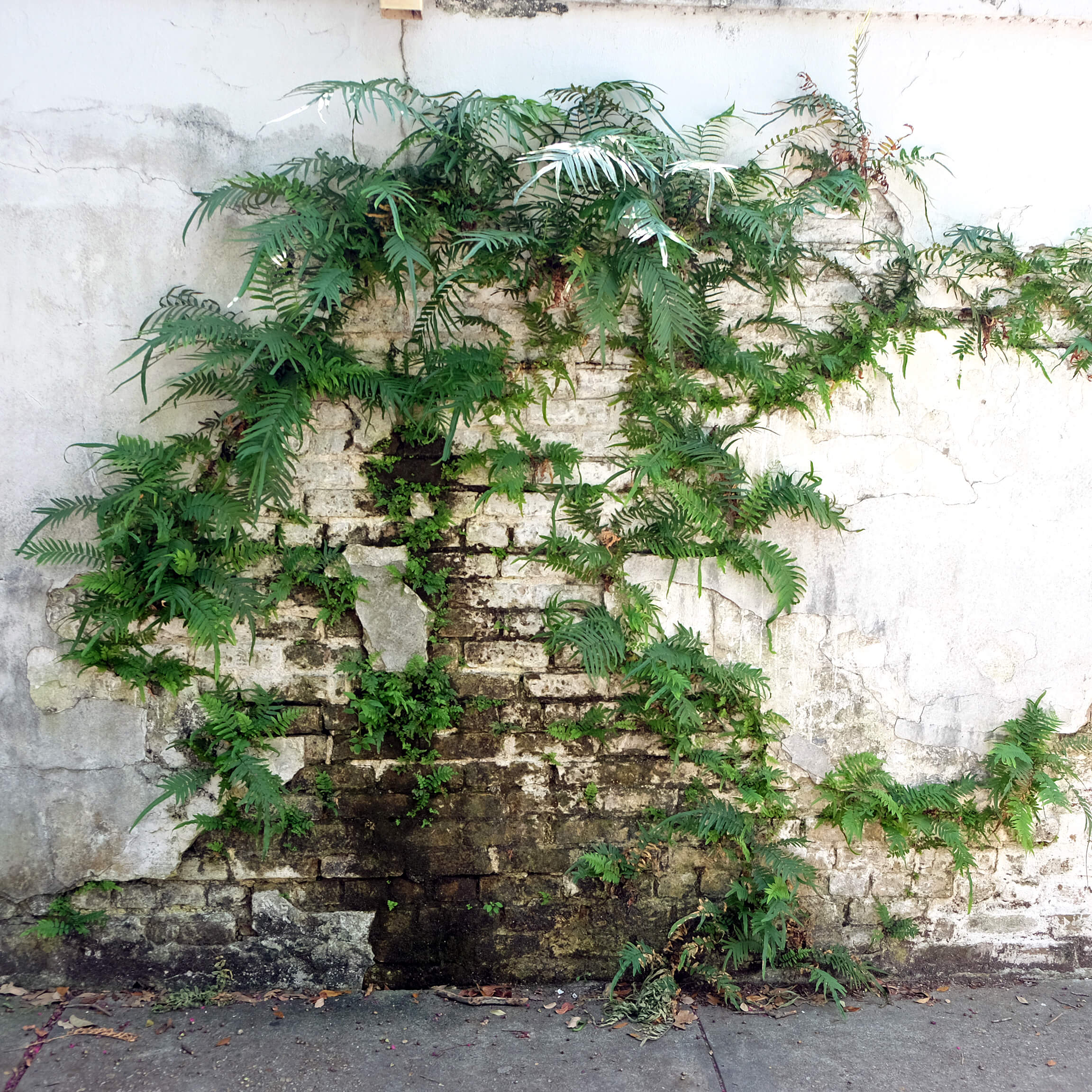 plants grow from a wall, Lafayette Cemetary, New Orleans Garden District