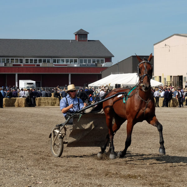 A horse and cart at the St. Jacobs' Market horse auction