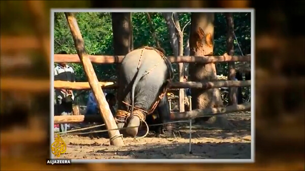 A young elephant is tied and tortured as he is broken in; Animal abuse Southeast Asia