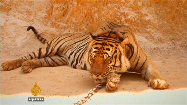 A tiger chained, asleep on a rock. From the film "Saving Thailand's Animals" by Drew Ambrose.