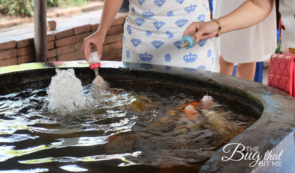 feeding fish with bottles at the Ayutthaya Floating Market