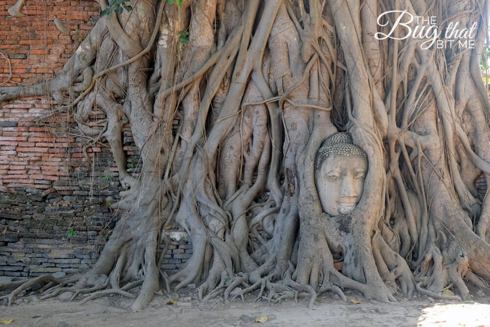 Wat Mahathat, Ayutthaya