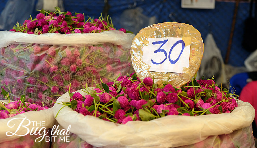 Bangkok flower market, basket of clover flowers