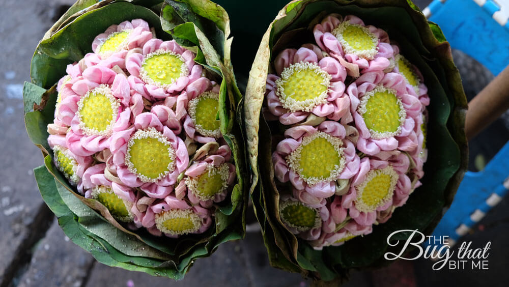 pink flowers