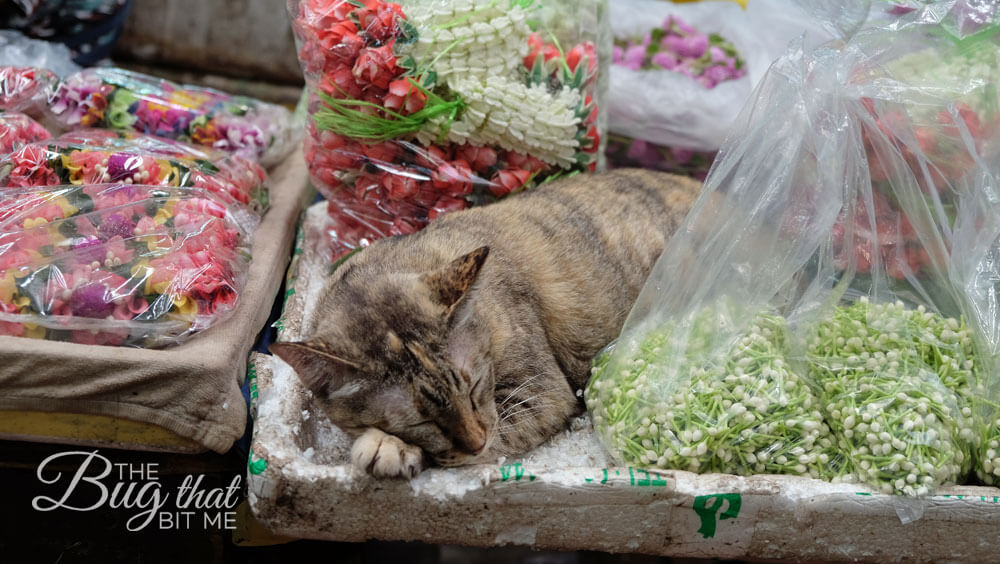 a cat sleeps among the flowers at Bangkok's Flower Market