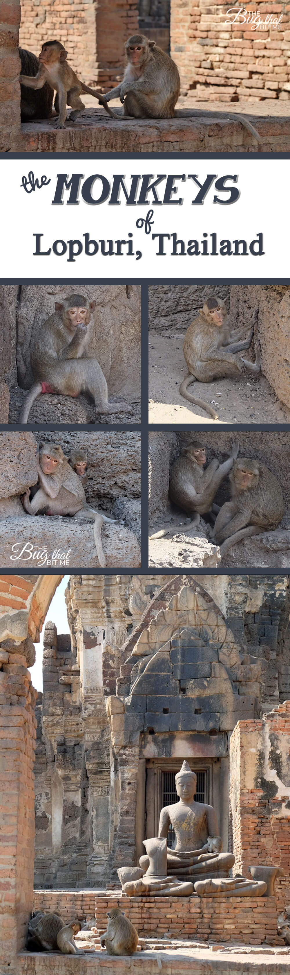 Lopburi, Thailand, Monkey Town | The Bug That Bit Me