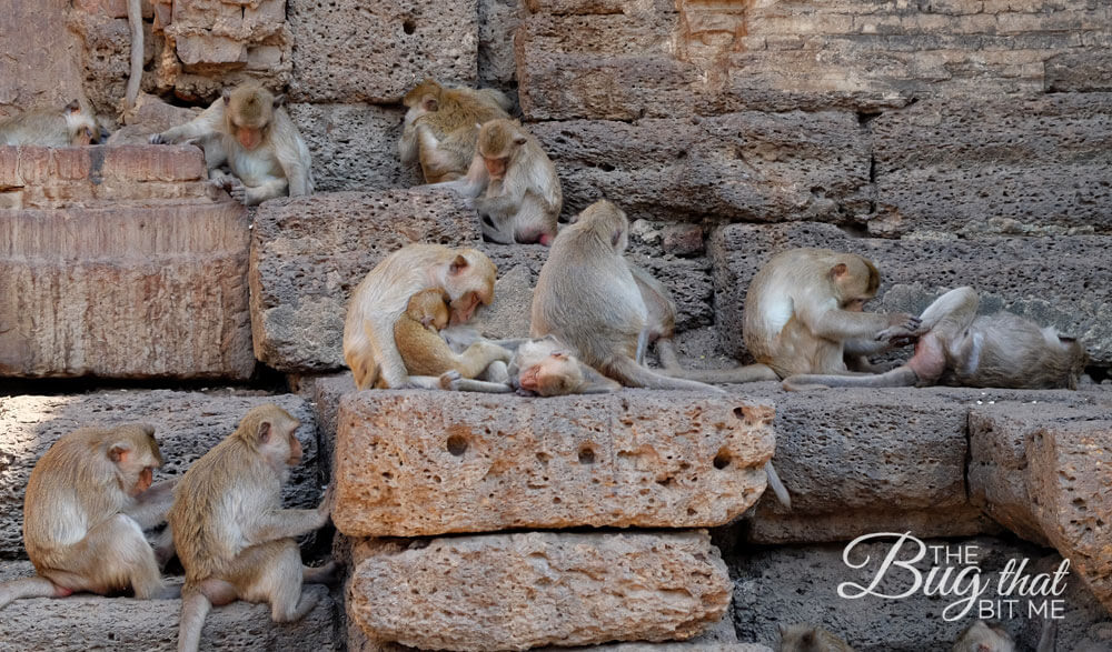 monkeys at Monkey Temple