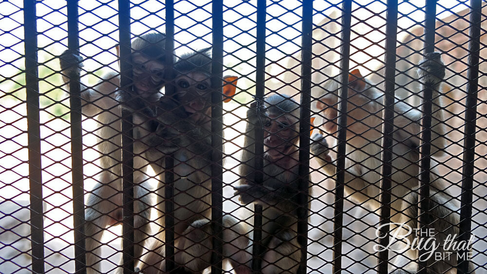 monkeys at Monkey Temple
