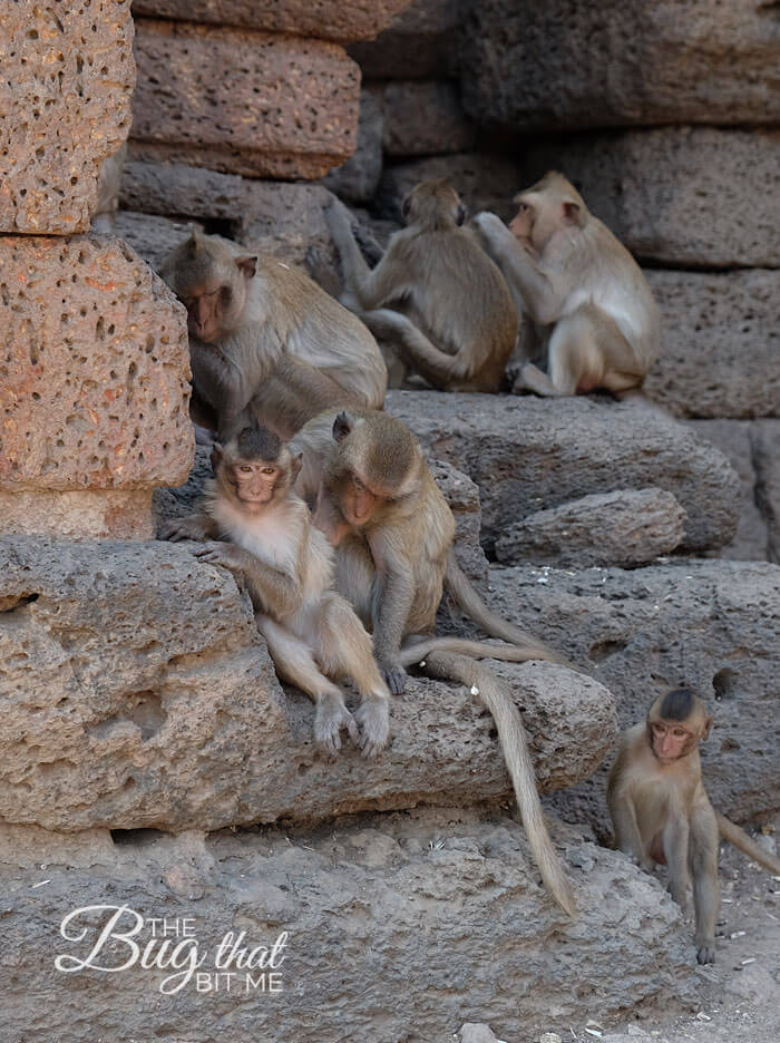 monkeys at Monkey Temple