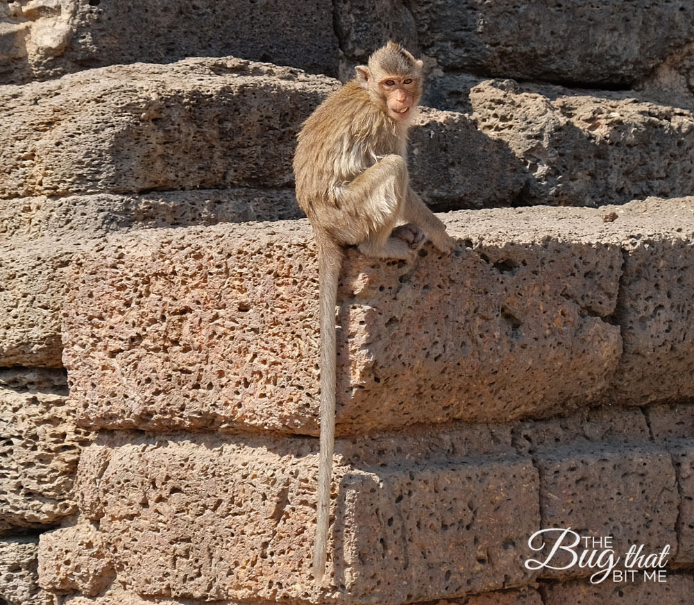 monkey at Monkey Temple