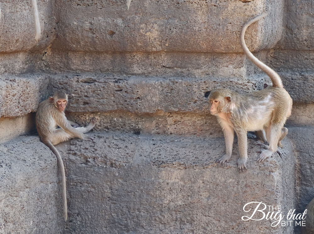 monkeys at Monkey Temple