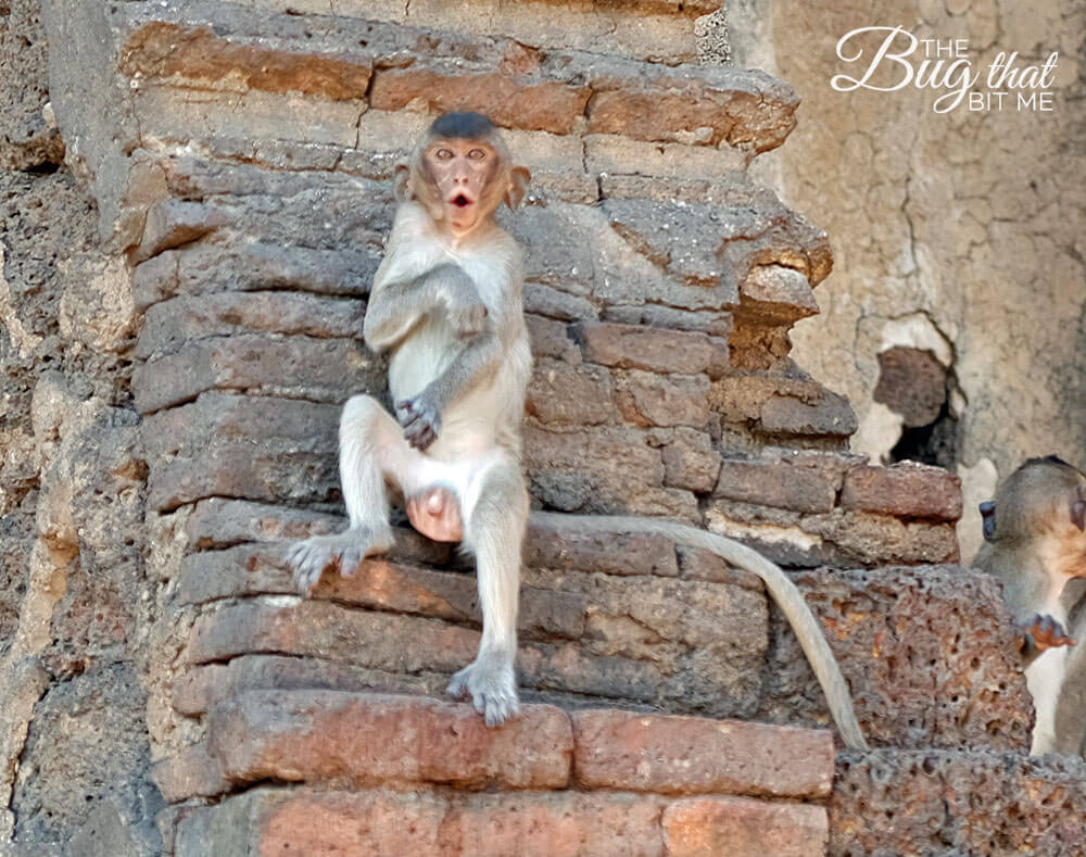 monkey at Monkey Temple