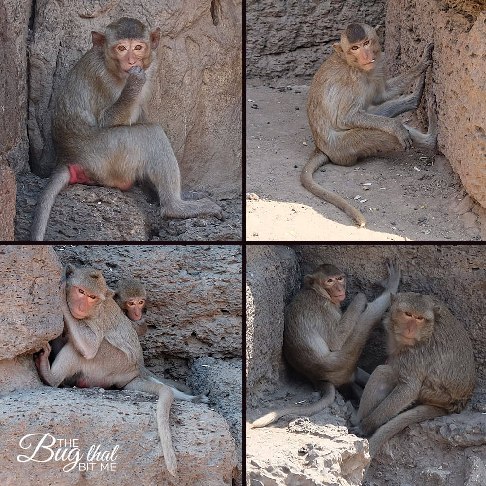 monkey collage, Monkey Temple