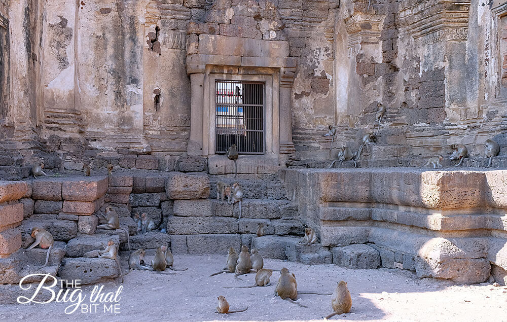 monkeys at Monkey Temple