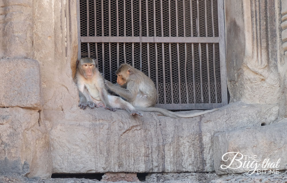 monkeys at Monkey Temple