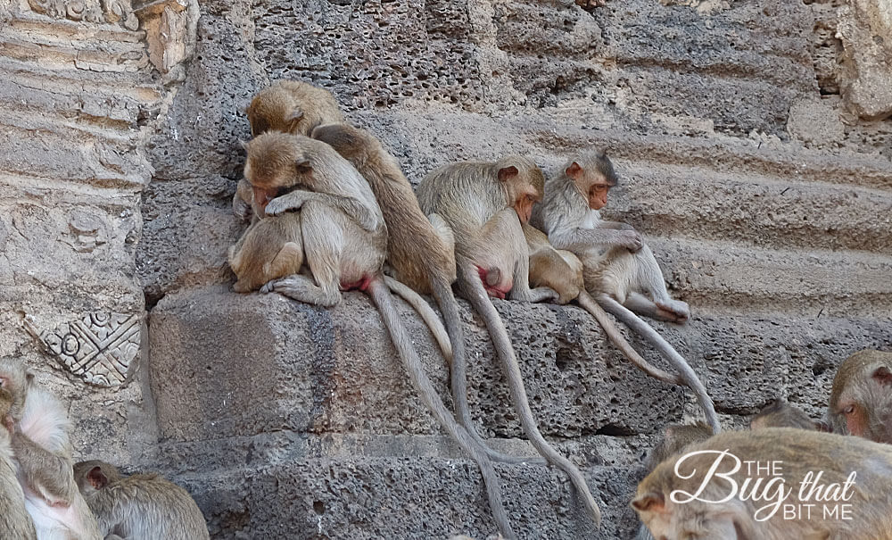 monkeys at Monkey Temple