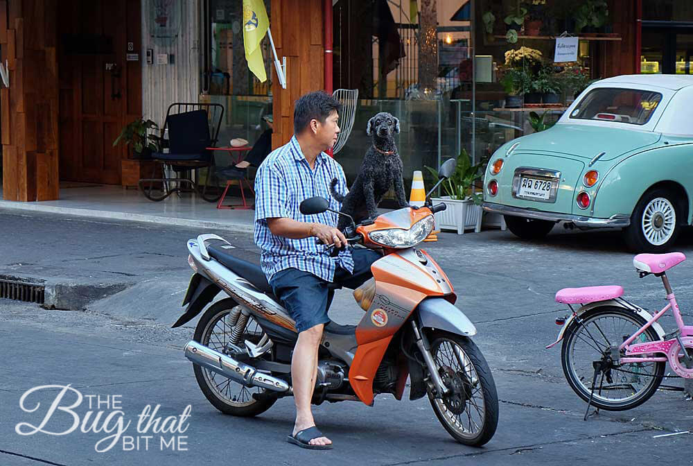 dog on a motorbike