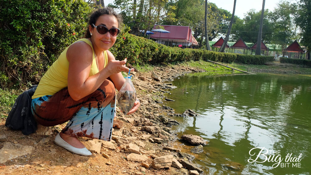 Releasing some aquatic animal at Sukhothai Historical Park