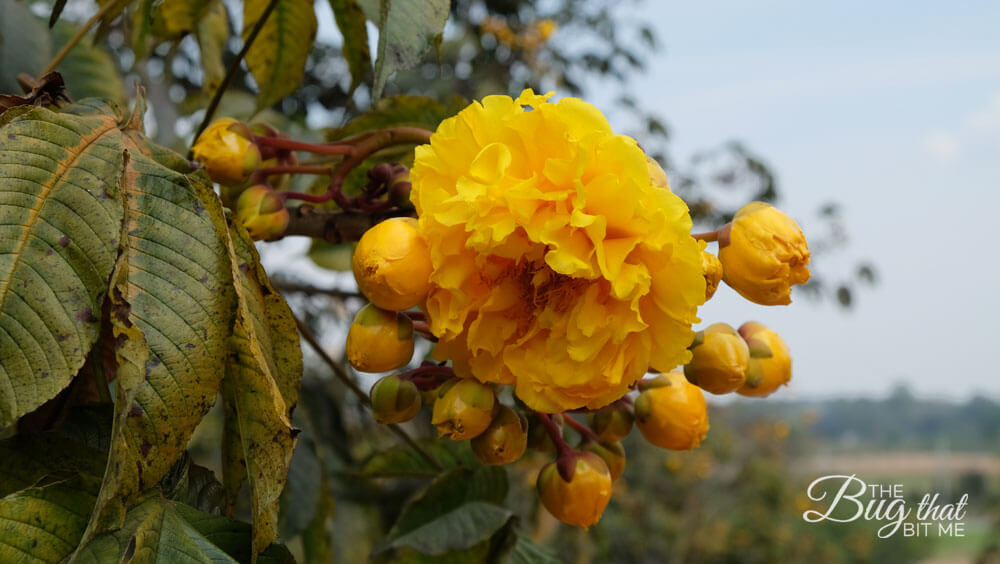 near Chiang Rai, Northern Thailand