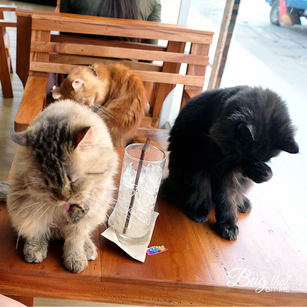 Cat 'N' a Cup Cafe, Chiang Rai, Thailand