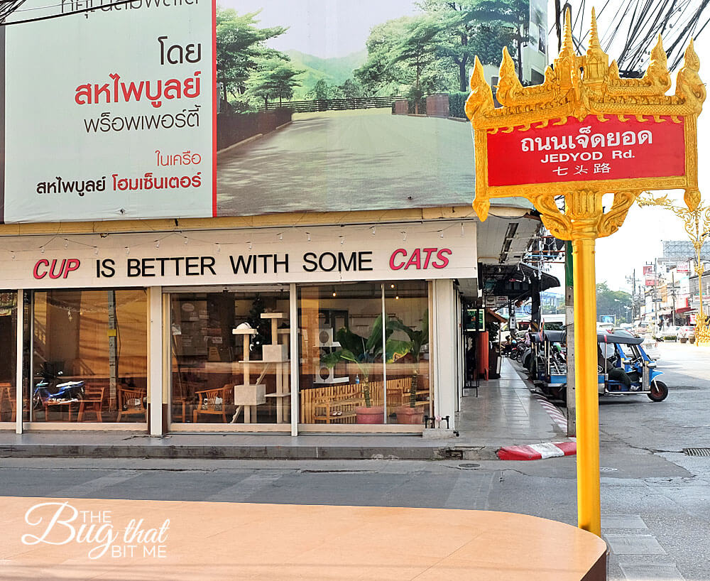 Cat 'N' a Cup Cafe, Chiang Rai, Thailand