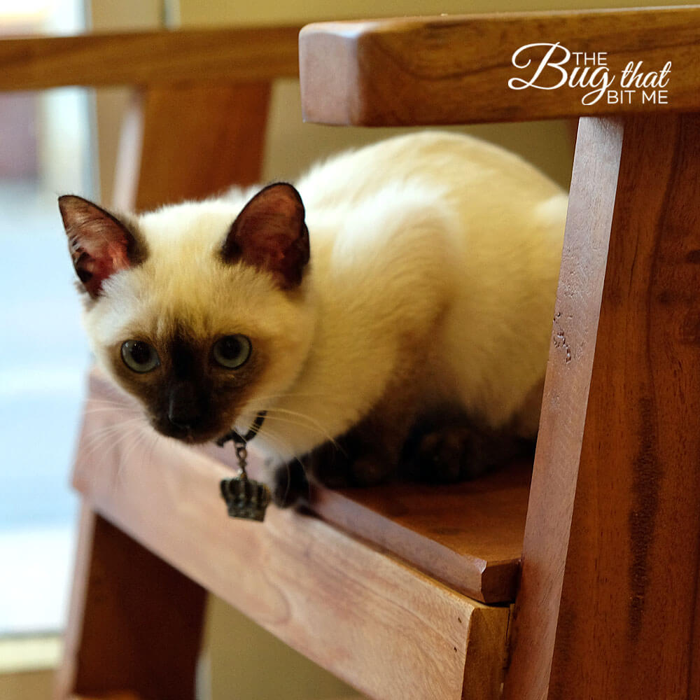 Cat 'N' a Cup Cafe, Chiang Rai, Thailand