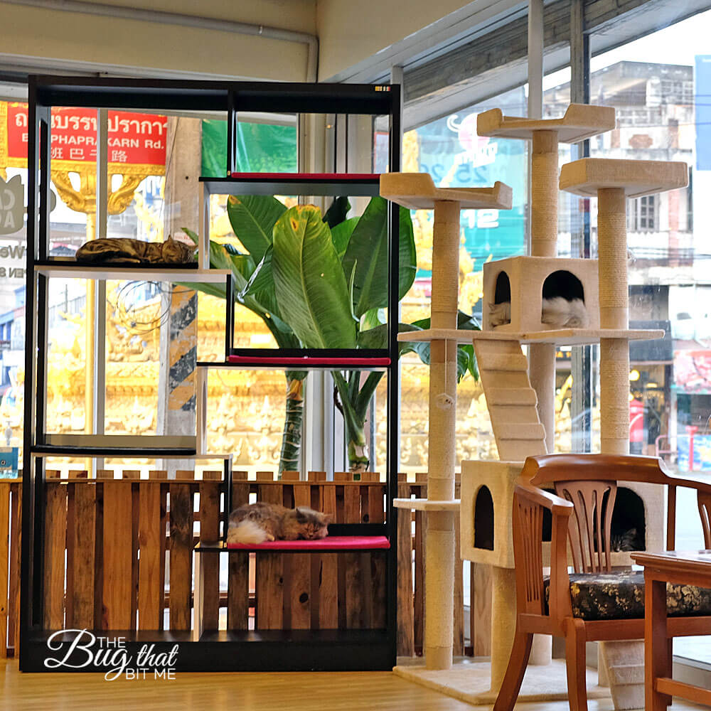Cat 'N' a Cup Cafe, Chiang Rai, Thailand