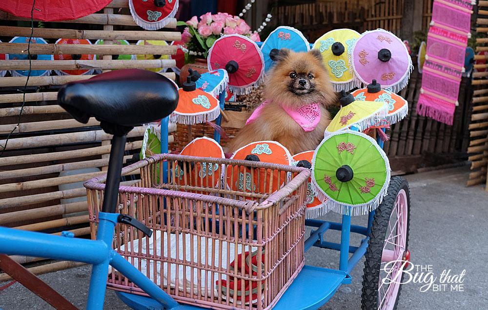 Bo Sang Umbrella Festival, Bo Sang, Thailand | The Bug That Bit Me