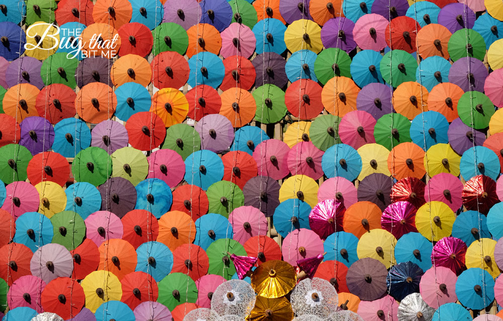 Bo Sang Umbrella Festival, Bo Sang, Thailand | The Bug That Bit Me