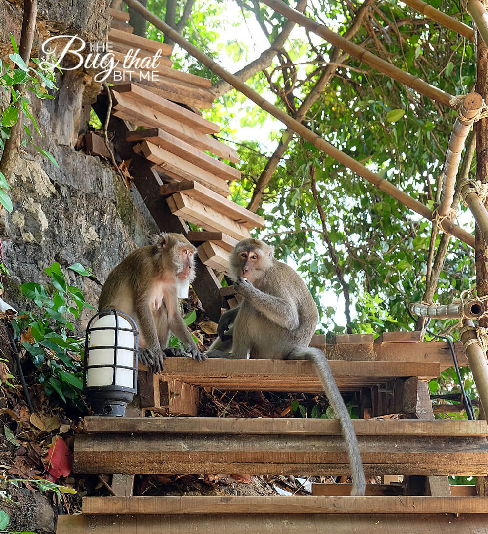 Ao Nang, Thailand | The Bug That Bit Me