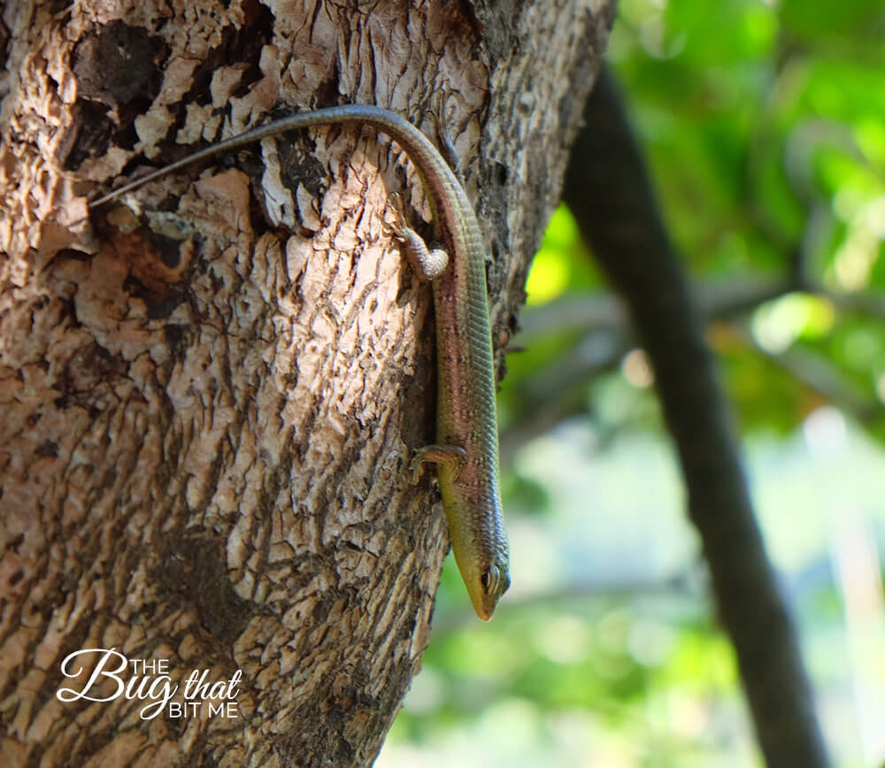 Ao Nang, Thailand | The Bug That Bit Me