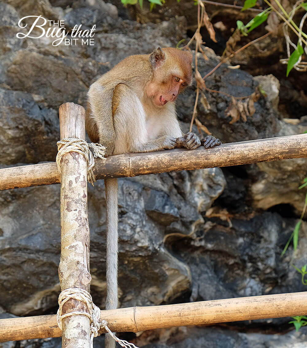 Ao Nang, Thailand | The Bug That Bit Me