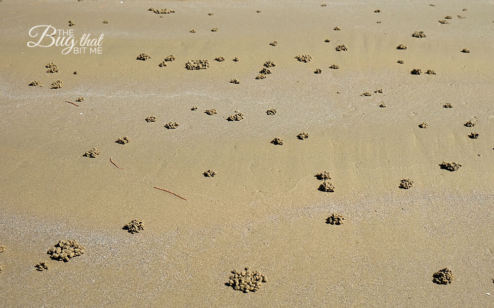 Ao Nang, Thailand | The Bug That Bit Me