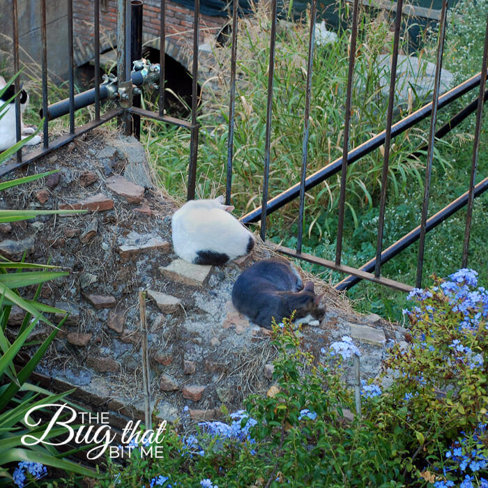 Torre Argentina Cat Sanctuary, Rome | The Bug That Bit Me