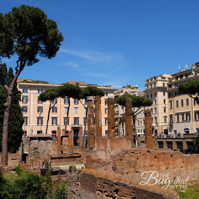 Torre Argentina Cat Sanctuary, Rome | The Bug That Bit Me