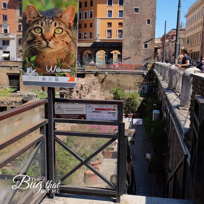 Torre Argentina Cat Sanctuary, Rome | The Bug That Bit Me