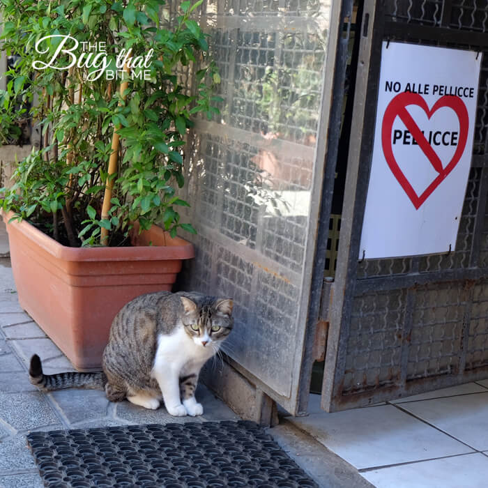 Torre Argentina Cat Sanctuary, Rome | The Bug That Bit Me