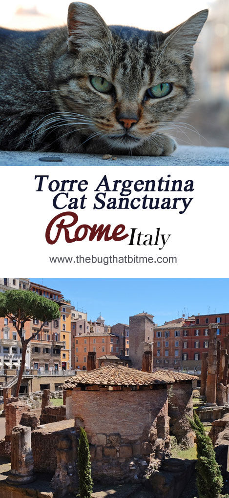 Torre Argentina Cat Sanctuary, Rome | The Bug That Bit Me