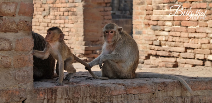 monkey pulls young monkey's tail at Monkey Temple